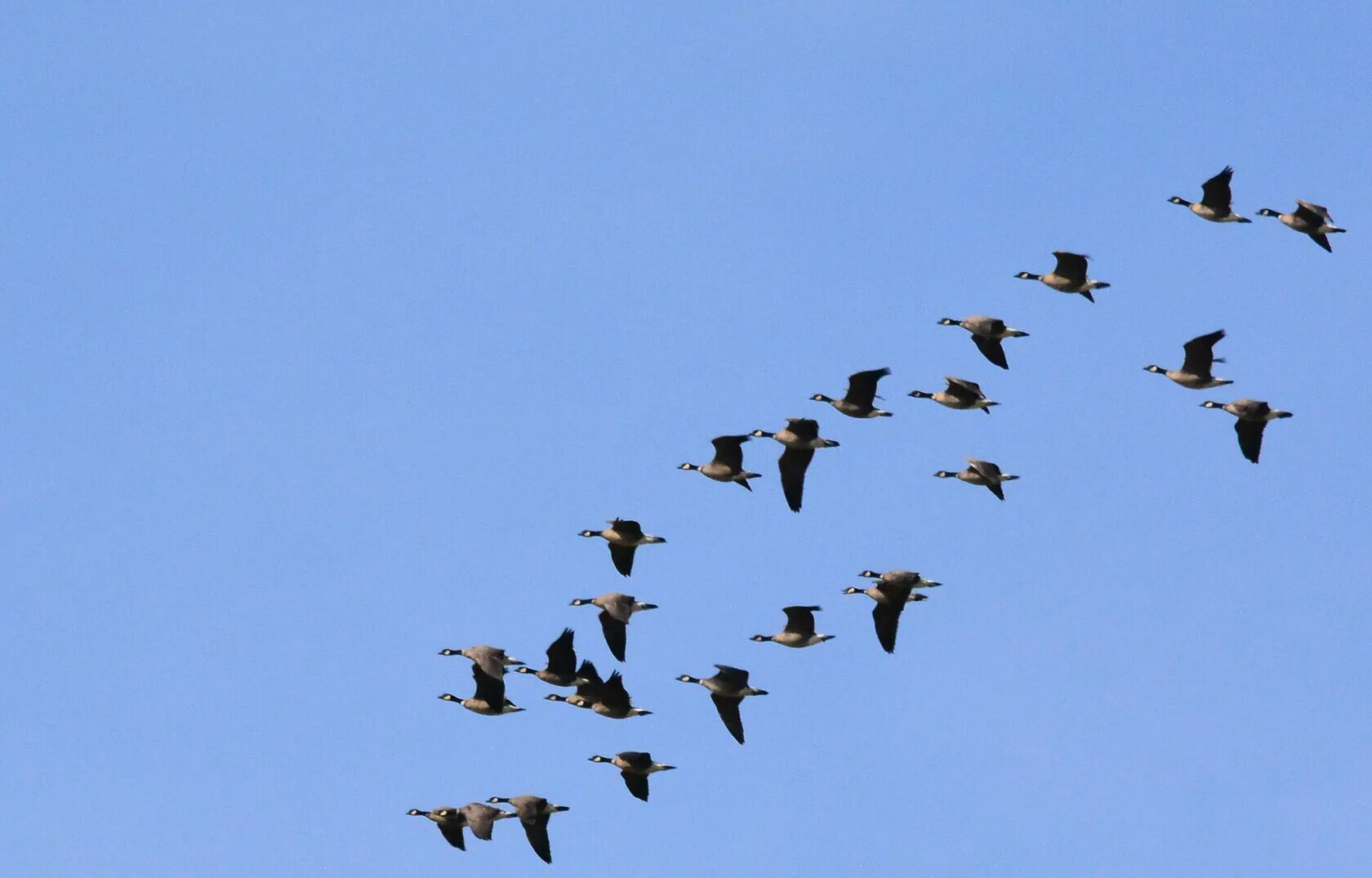 Встречаем стаи птиц. Осенние миграции птиц. когда появились стаи перелетных птиц. птица турист.