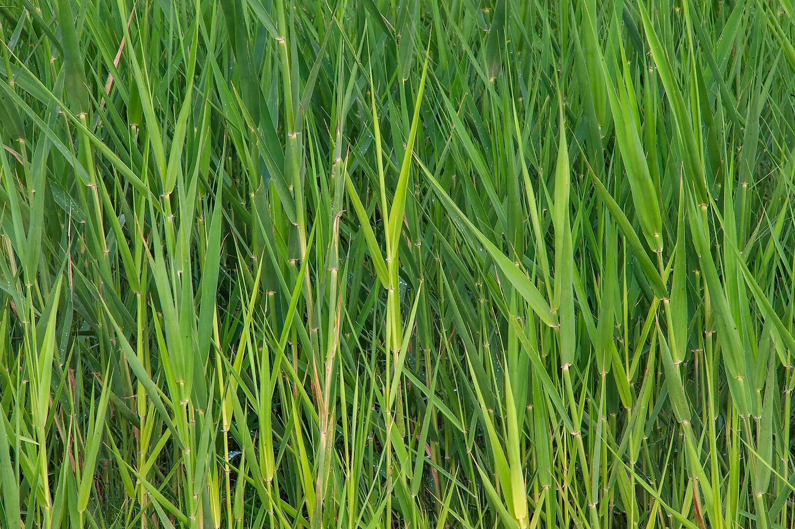 Тростник Южный phragmites Australis. Тростник обыкновенный phragmites Australis. Тростник Южный обыкновенный. Тростник обыкновенный (phragmites communis. Тростник южный