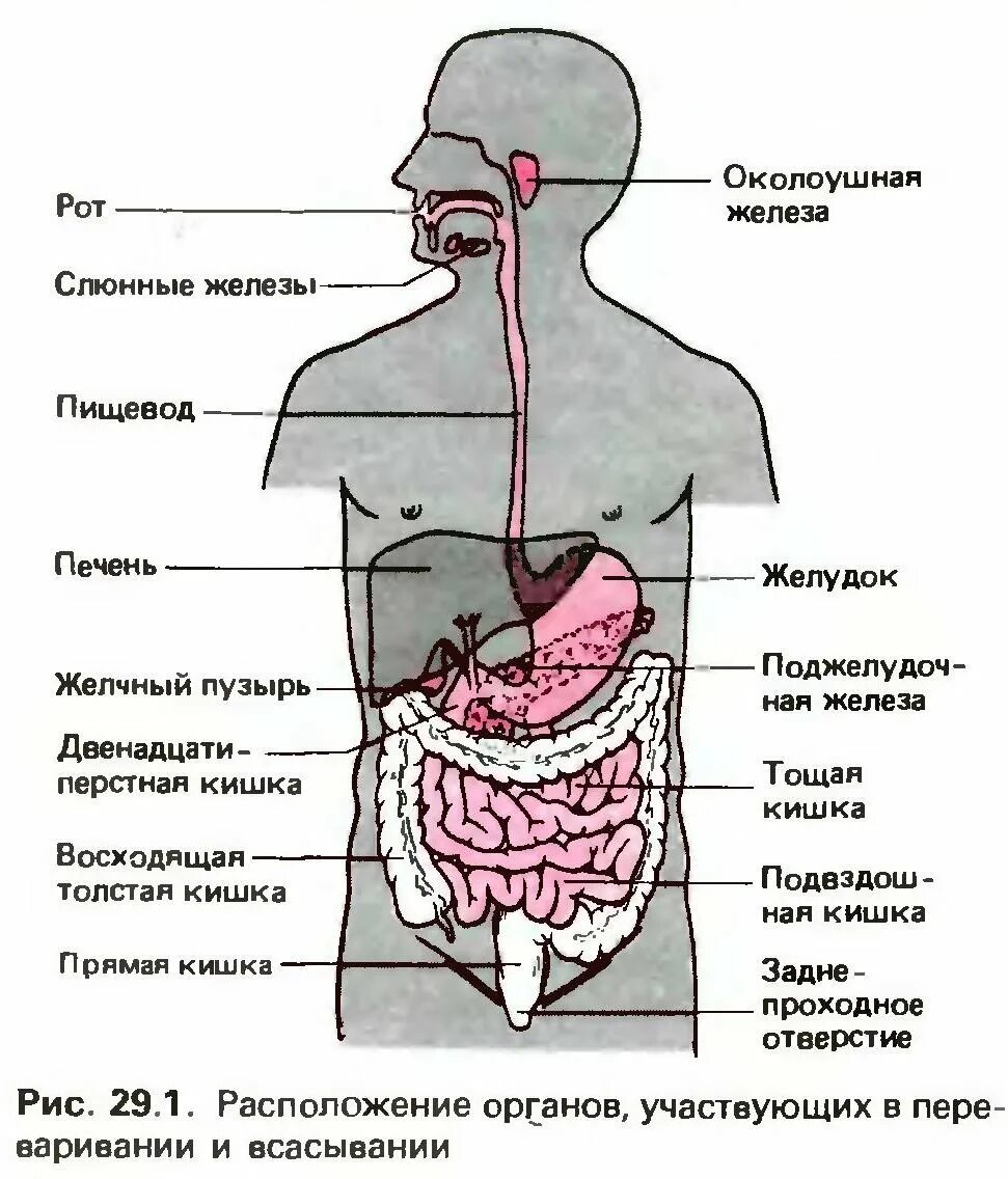 Пищевод печень толстая. Пищеварительная система человека этапы пищеварения. Этапы пищеварения схема. Система пищеварения человека схема. Схема желудка и кишечника.