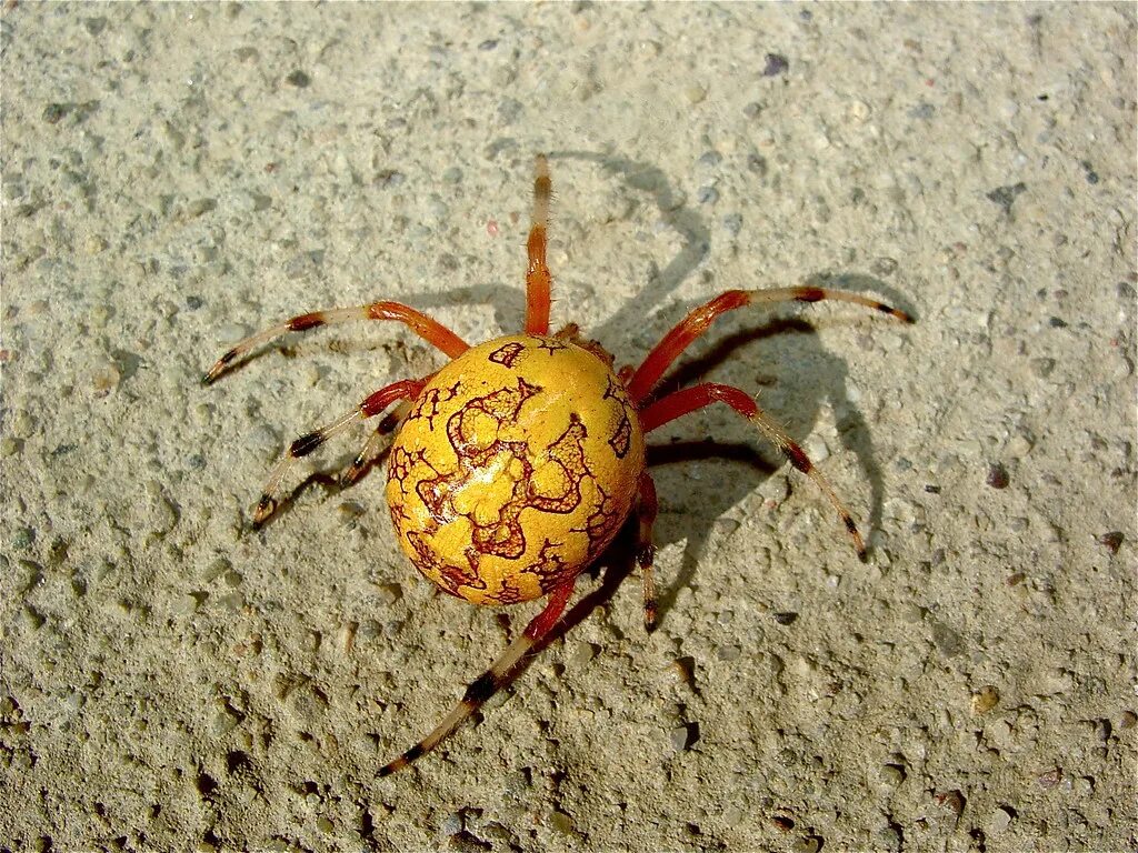 Паук желтый с четырьмя белыми кружочками фото BLACK YELLOW GARDEN SPIDER (TijgerSpin) Garden spider, Spider pictures, Spider i