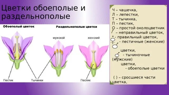 Растения с обоеполыми цветками. Однополые и обоеполые цветки. Обоеполые и раздельнополые. Раздельнополые цветки.