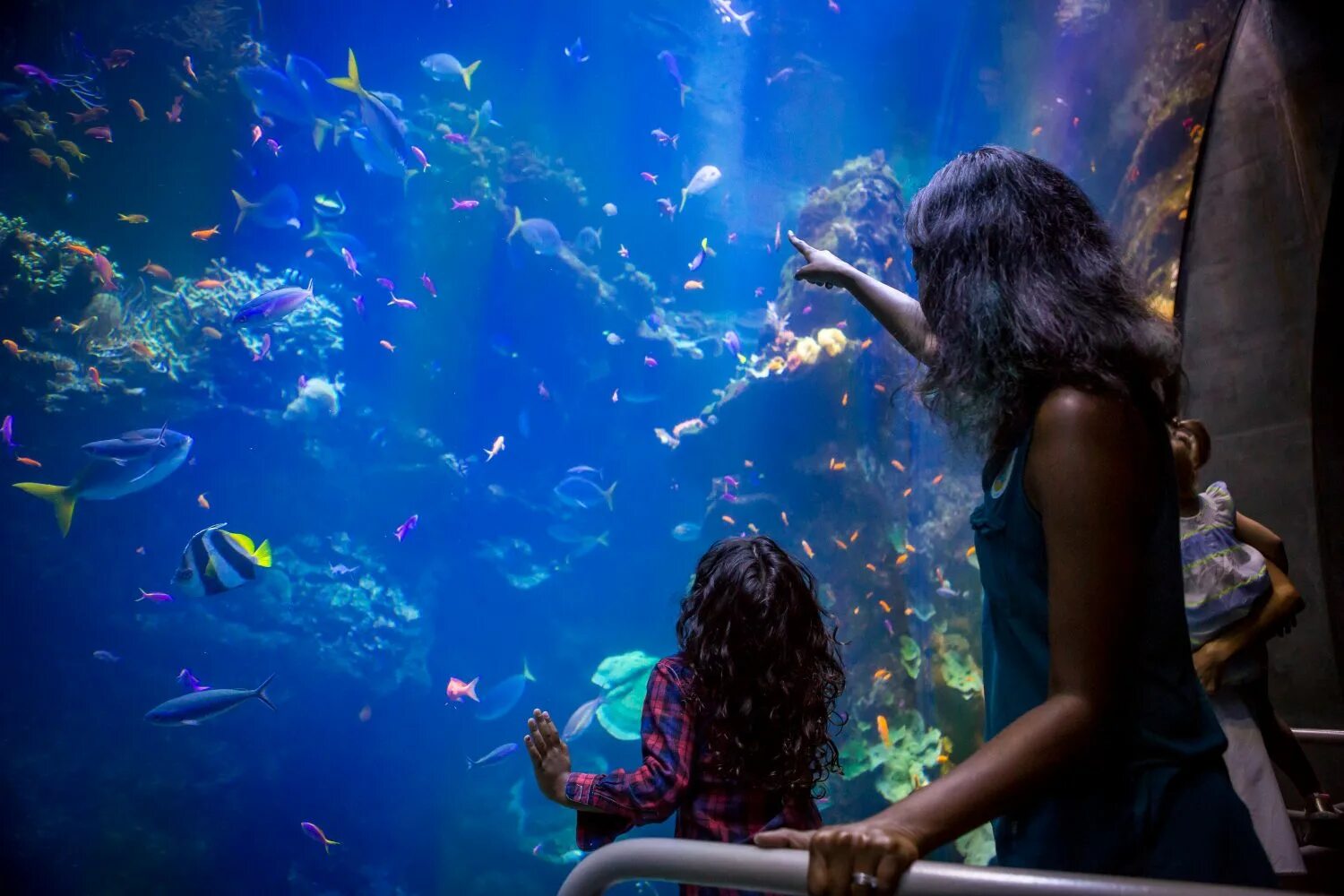 Снится аквариум с рыбками женщине. Аквариум парк лето лето. Aquarium of the Bay San Francisco. San Francisco Ocean Aquarium. Аквариум в Калифорнии фото.