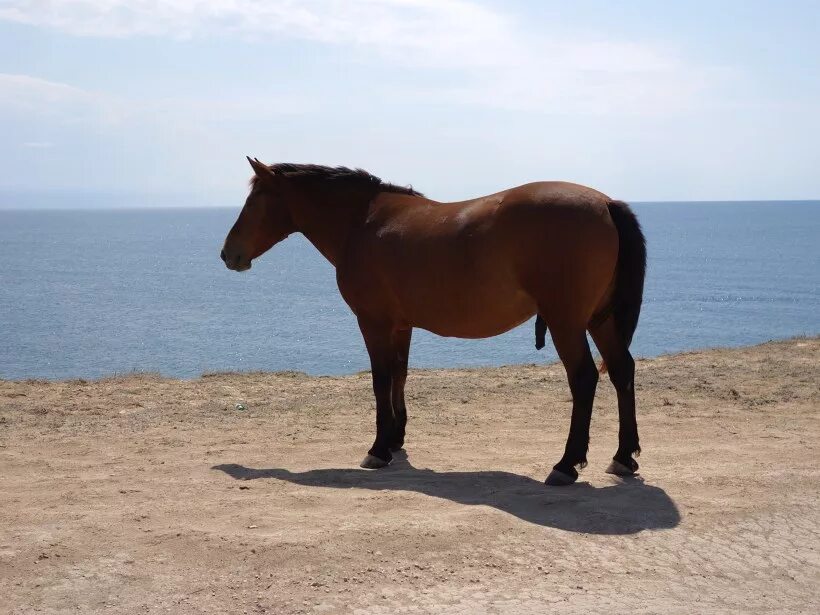 Крымские лошадки. Настоящий конь. Настоящих лошадей. Кони настоящие. Коня настоящего.
