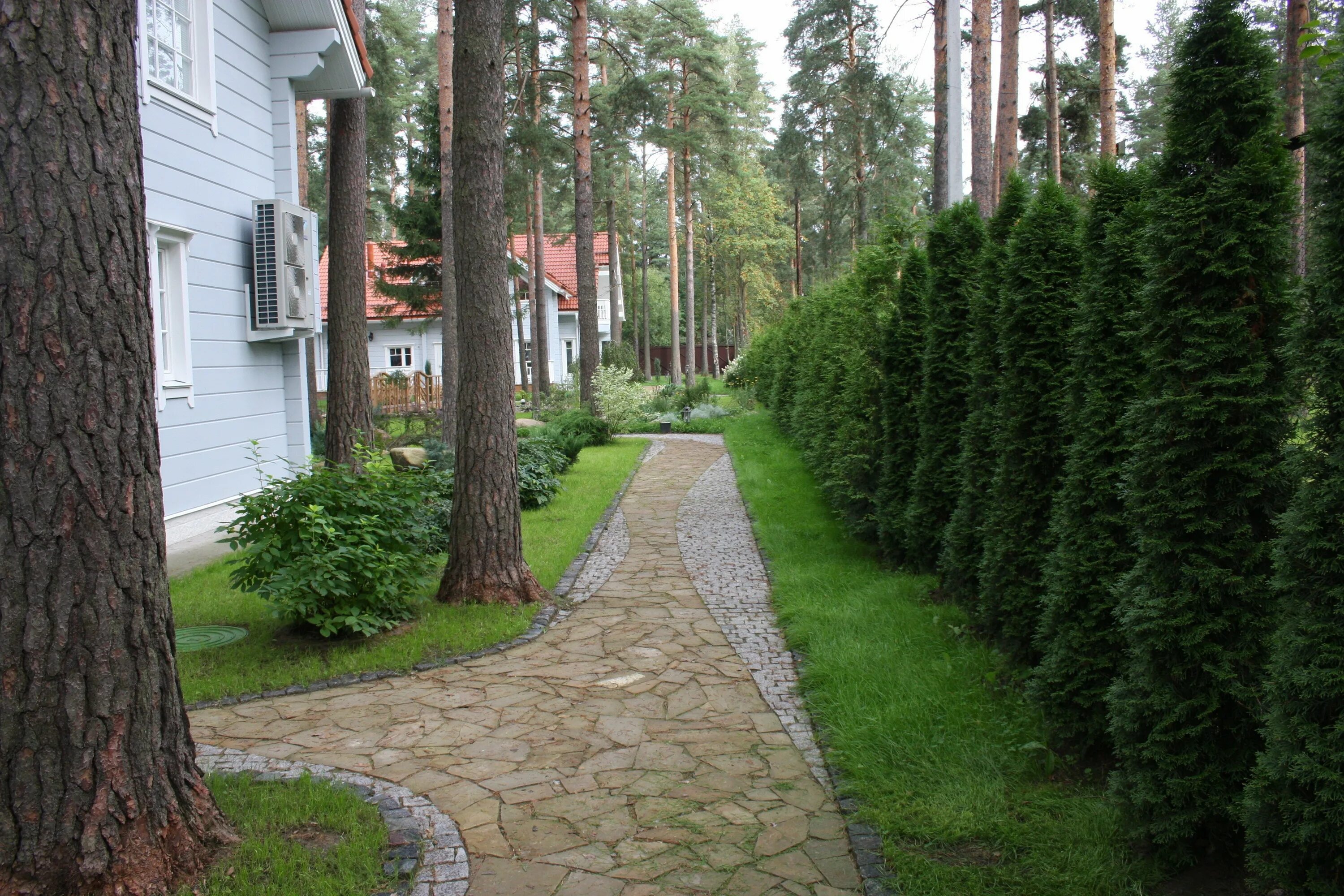 Село хвойный. Туя Даника изгородь. Ландшафт лесного участка с соснами Урал. Туя Даника вдоль дорожки. Балтийский ландшафт с соснами.