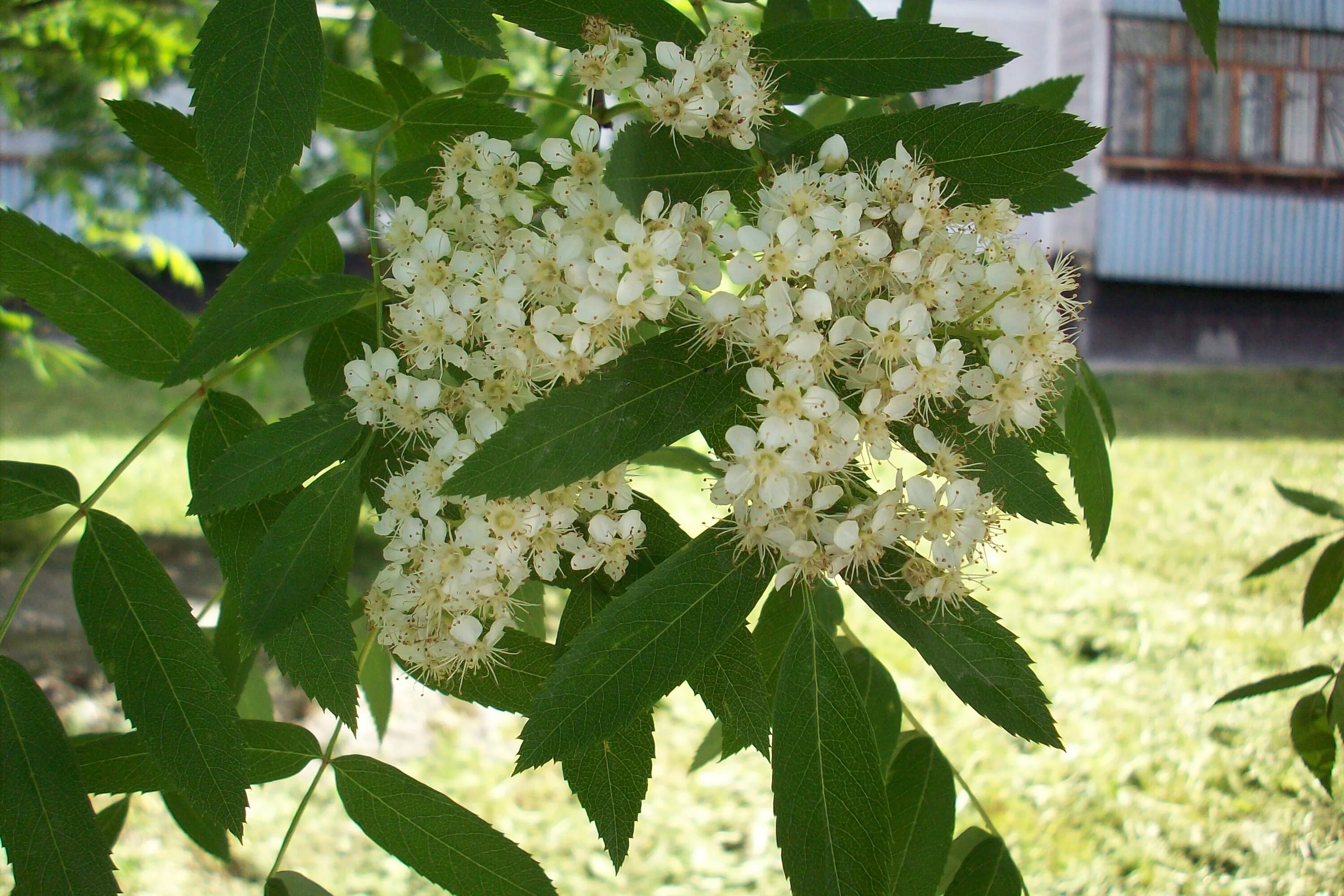 Рябина обыкновенная весной. Рябина обыкновенная цветение. Sorbus sibirica. Рябина обыкновенная соцветие. Рябина обыкновенная весной.