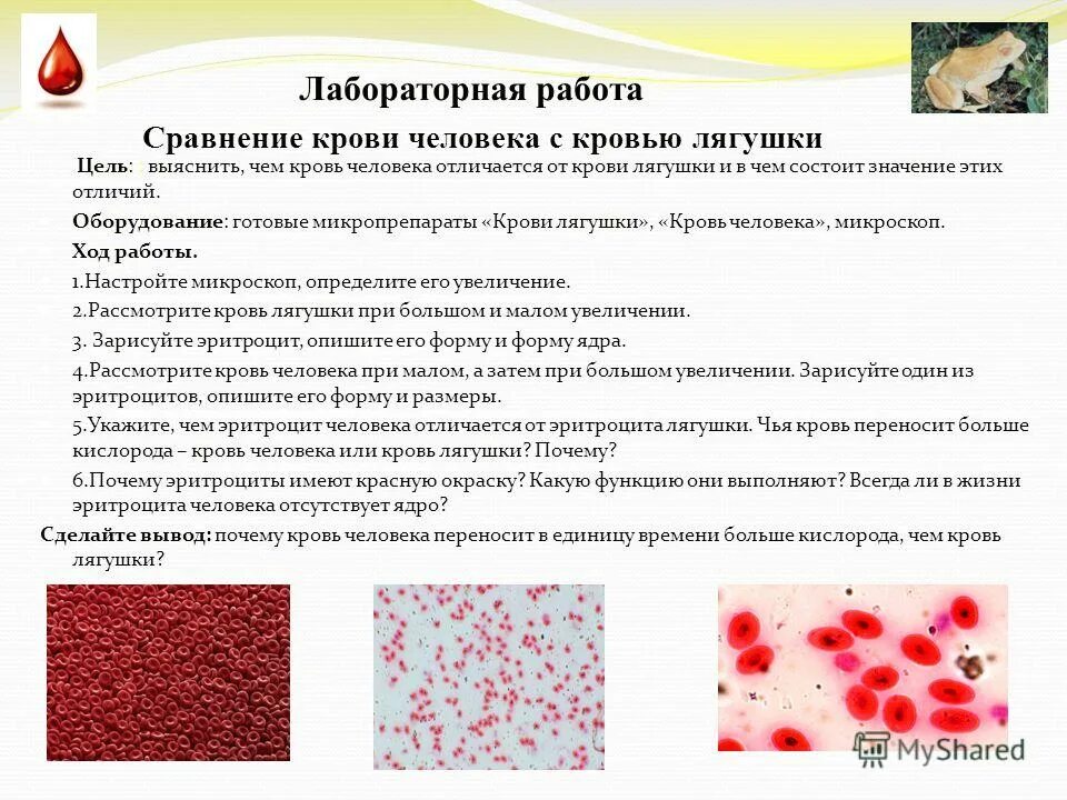 Лабораторная работа сравнение крови лягушки и человека. Сравнение крови человека с кровью лягушки лабораторная. Различия между эритроцитами крови человека и лягушки.