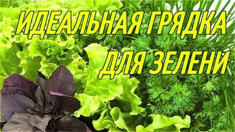 Можно ли базилик сажать рядом с огурцами