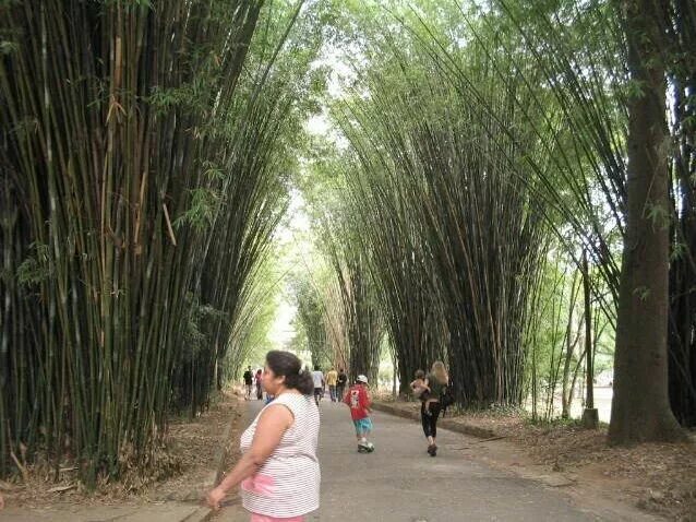 какое дерево из бронзы в сан пауло. дерево с золотистым стволом. дворец земледелия казань дерево. дерево бронза. дерево из бронзы.