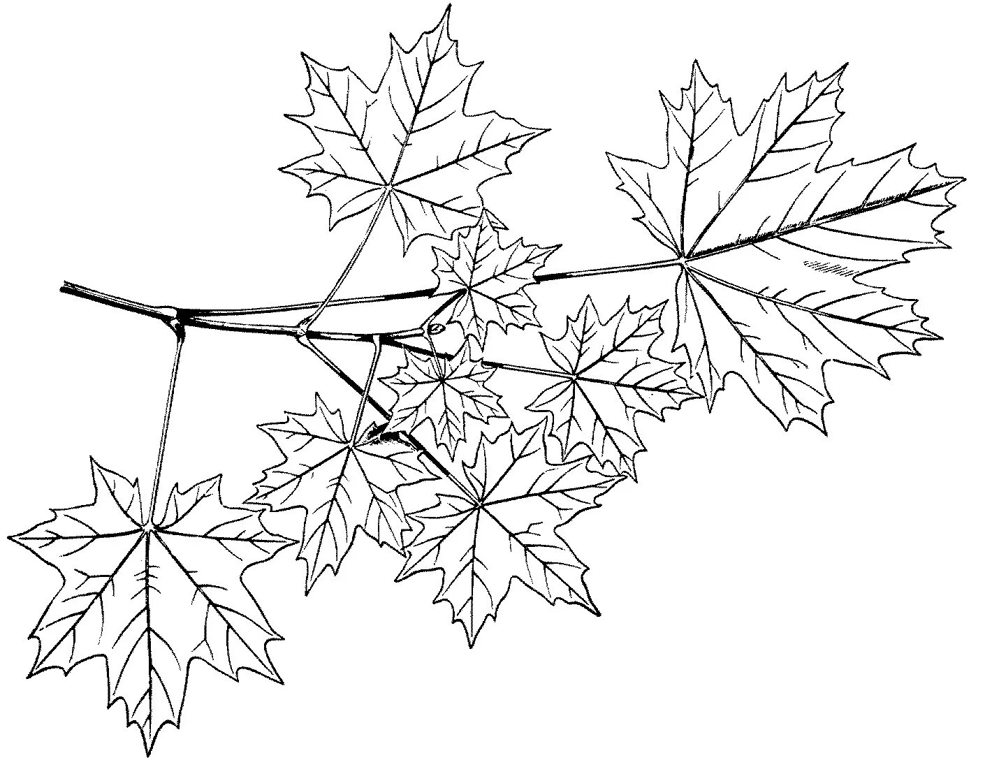 Черно белые картинки листьев. Клён остролистный. Клен остролистный ветка. Клён остролистный рисунок листа. Кленовый лист раскраска.