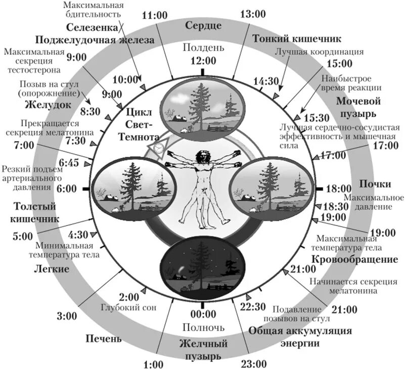 Активность органов по часам. Схема циркадного ритма человека биологические часы. Циркадные циклы человека , биологические часы. Циркадный ритм человека схема. Циркадные ритмы у человека таблица.