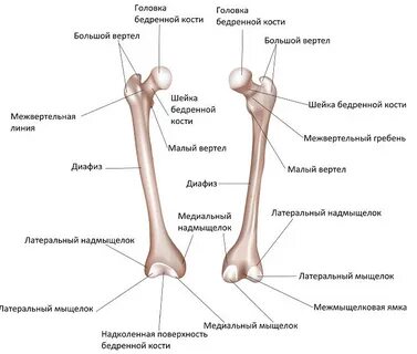 На каком уровне образования находится костя