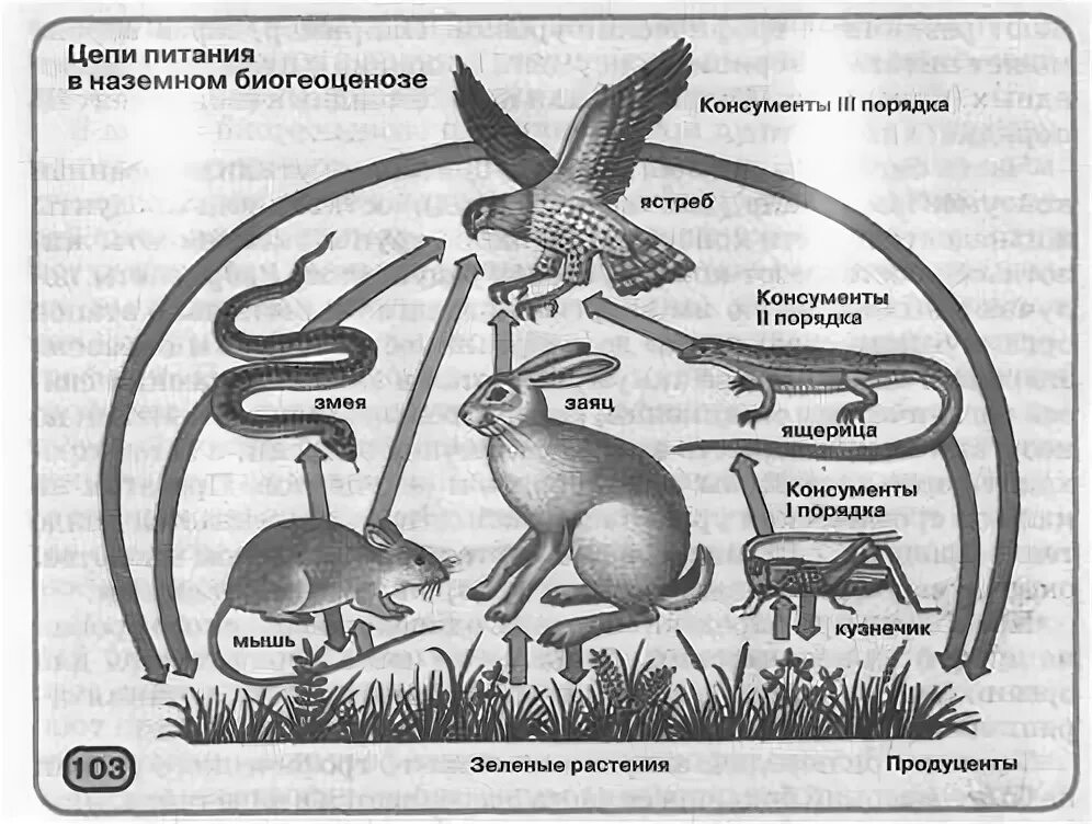 Цепь питания консументы. Автотрофы гетеротрофы продуценты консументы редуценты. Продуценты консументы редуценты детритофаги. Гетеротрофы консументы.