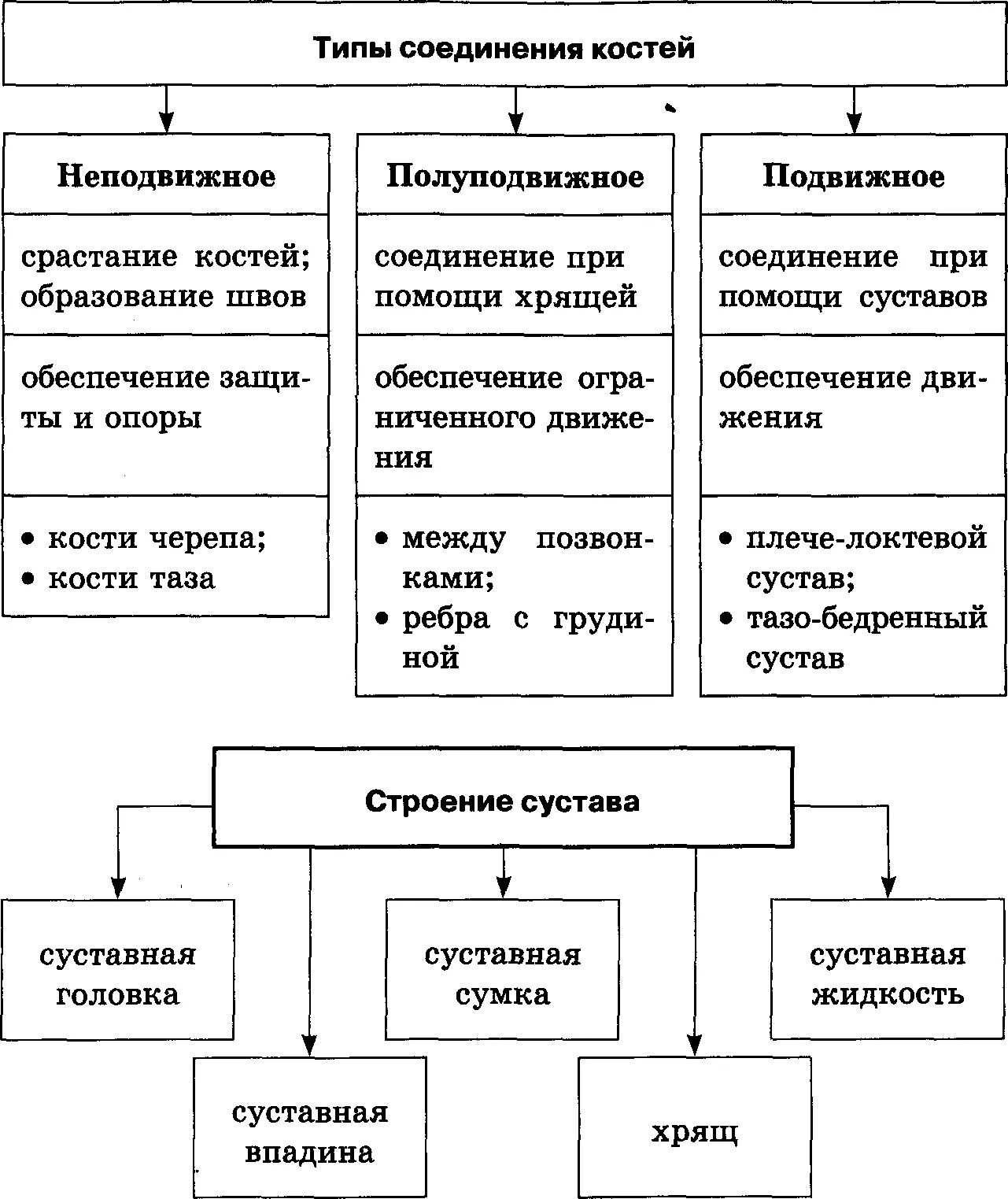 Таблица соединений кости. Типы соединения костей таблица. Типы соединительных костей таблица. Типы соединительных костей с примерами. Типы соединения костей таблица с примерами.