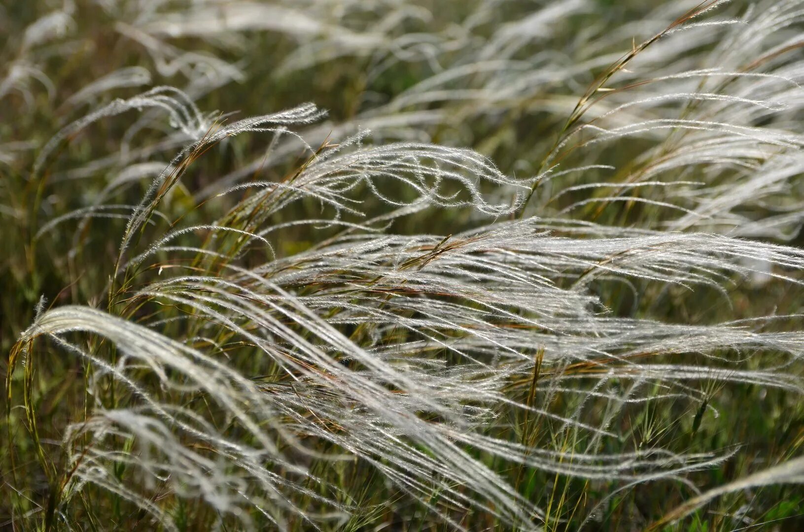 Соответствующее название ковыля. Ковыль (Stipa). Ковыль Дальневосточный. Ковыль перистый (Stipa pennata).