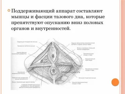 Разрез женского органа