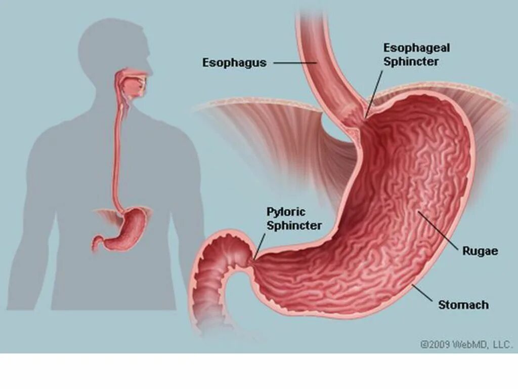 Стенд пищевода. Пилорический сфинктер желудка анатомия. Кардиальный и пилорический сфинктер. Желудок клапаны анатомия. Привратник пилорический клапан.