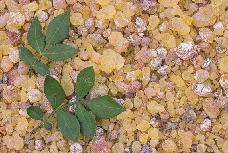 Босвеллия ладанное дерево. Босвеллия смола. Ладан камень. Broussonetia papyrifera. Босвеллия смола.