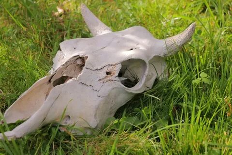 Череп коровы
