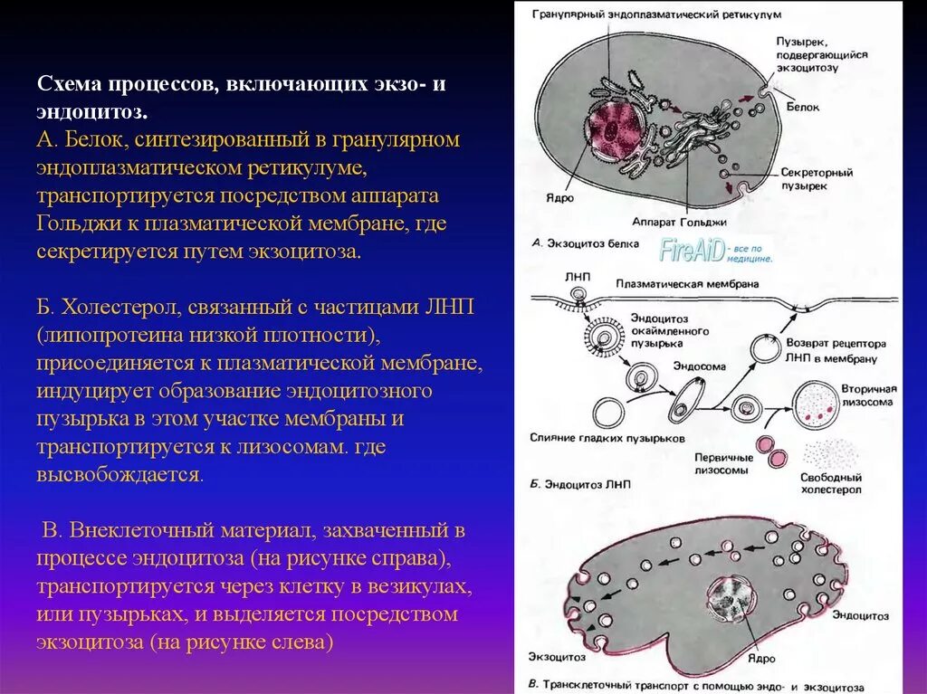 Слияние лизосомы с фагоцитозным пузырьком. Повреждение мембран лизосом приводит к. Белок‑синтезирующему аппарату клетки. Эндоцитоз лизосомы. Мембранный экзо и эндоцитоз вещества.