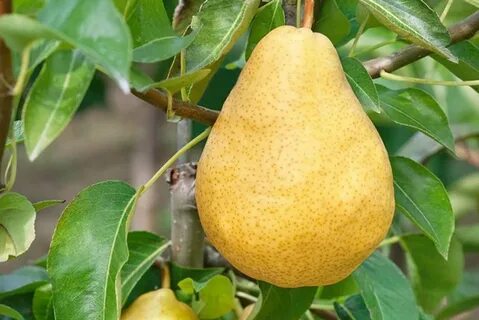 Саженцы груши дюшес