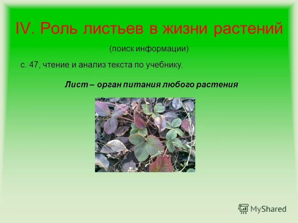 Какова роль листа в жизни. Роль листа в жизни растения. лист орган питания. роль листьев в жизни растений. листья растения любые.