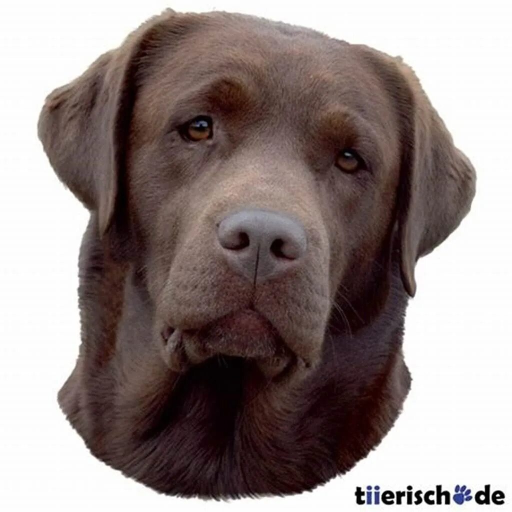 Голова собаки. Голова собаки. Морда мопса. Шиба ину морда. Старая собака.