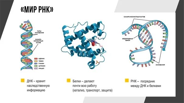 Сколько хранить белки. ДНК информация. ДНК хранение наследственной информации. ДНК хранит наследственную информацию. Молекула ДНК хранение наследственной информации.