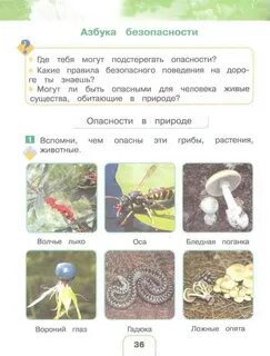 Грибы окружающий мир 2 класс рабочая тетрадь