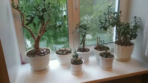Размер горшка для денежного дерева