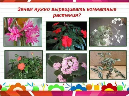 Тема урока комнатные растения