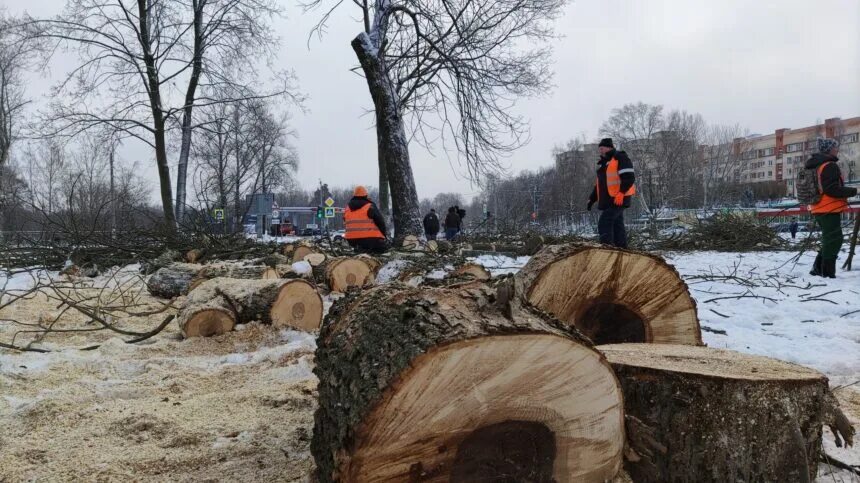 Рубка деревьев 1.21 1. Вырубка деревьев. спиленное дерево. спиленные деревья в городе. спил старых деревьев.