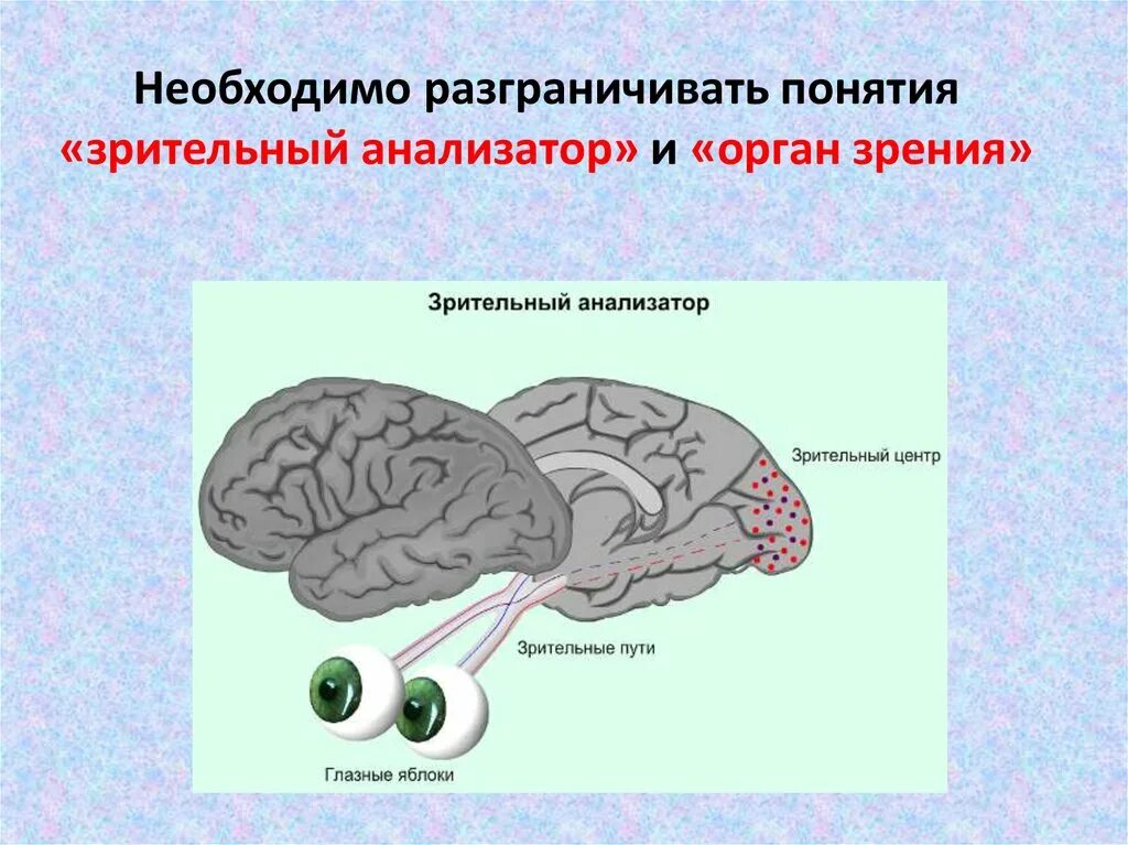 Строение зрительного анализатора. Понятие о зрительном анализаторе. Функции зрительного анализатора презентация. Понятие об анализаторах. Зрительный анализатор.рисунок. Тест 24 органы чувств зрительный анализатор