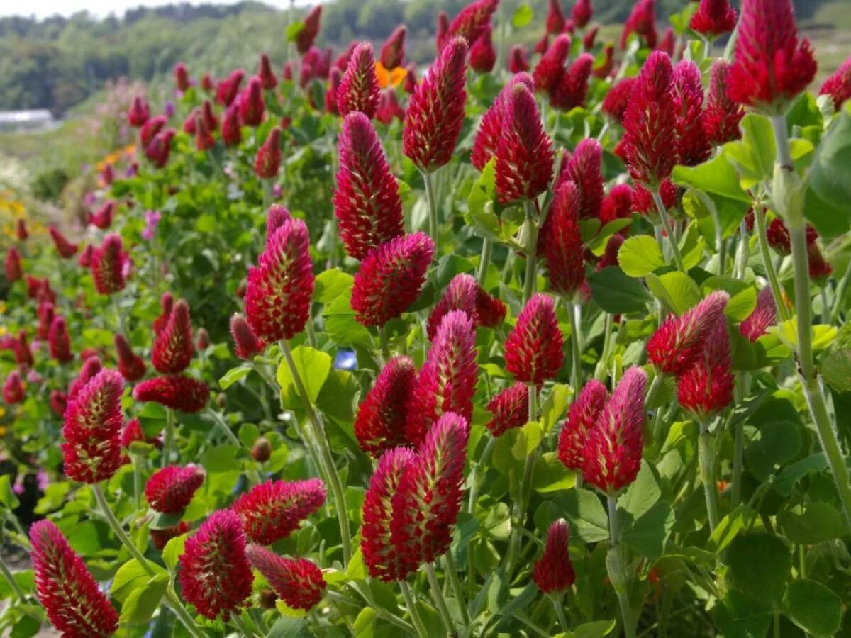 Клевер пунцовый. Trifolium incarnatum. Клевер пунцовый (Trifolium incarnatum). Клевер Земляничный пунцовый. Цветы инта