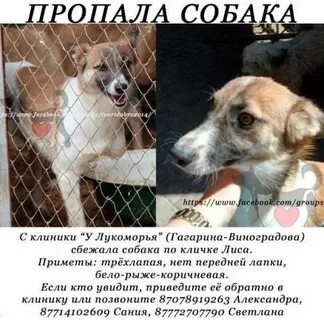 Что делать если нашли собаку