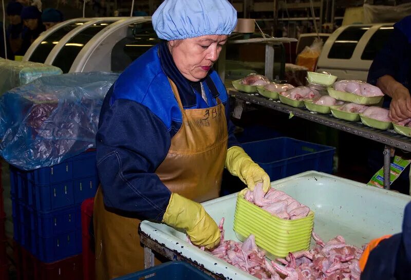 Тюменский бройлер каскара. Работа в каскаре. Фабрика тюменский бройлер каскара. Работа в каскаре. Птицефабрика каскара.