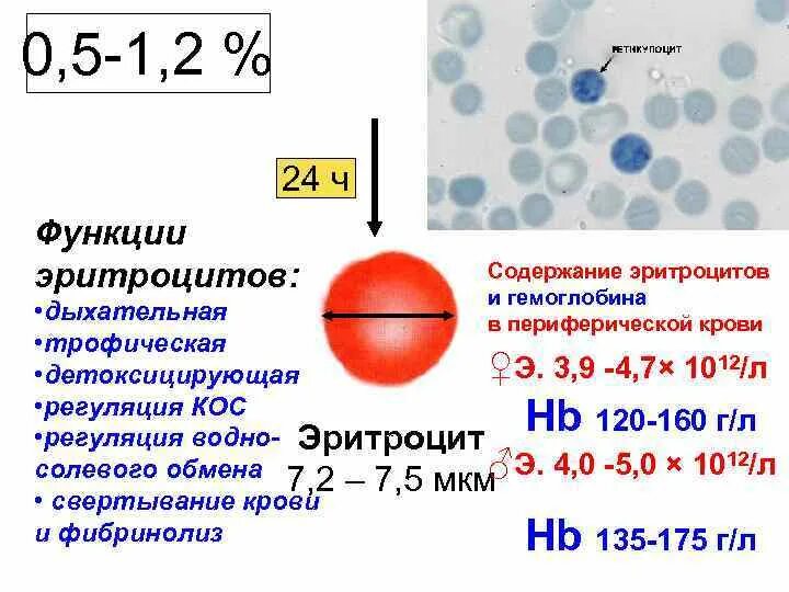 Ретикулоциты функции. Функции ретикулоцитов. Основные функции эритроцитов. Функции ретикулоцитов в крови.