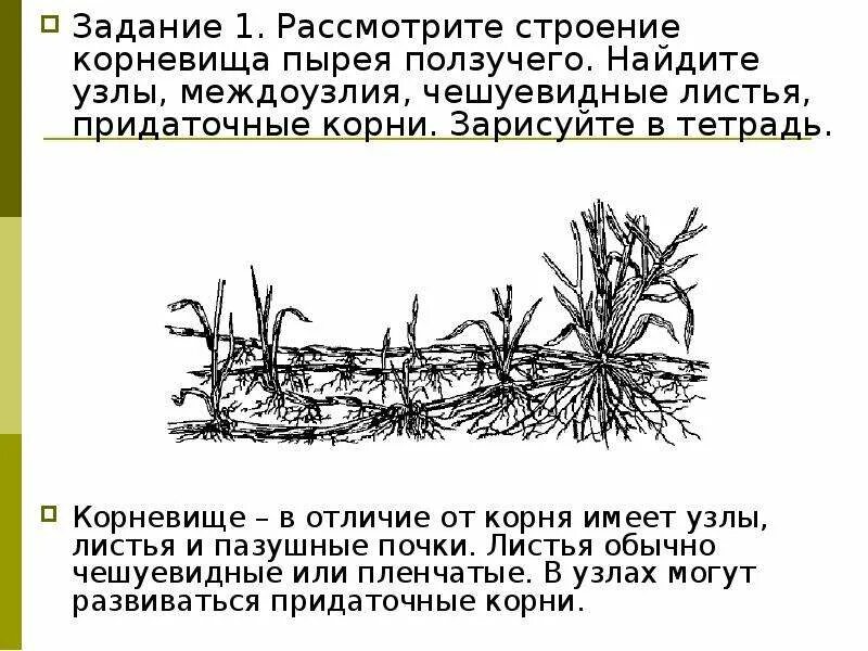 Придаточные корни какие побеги. Чешуевидные листья у пырея. Чешуевидные листья корневище. Корневище пырея чешуевидные листья. Корневища пырея ползучего чешуевидные листья.