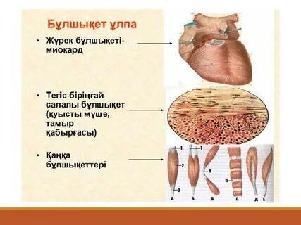 Үлкен мүшесі порно видео