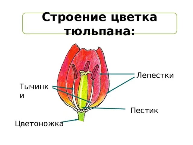 Строение цветка тюльпана. Тюльпан Лесной строение цветка. Тюльпан строение цветка фото. Лепестки тюльпана внутренние и внешние.