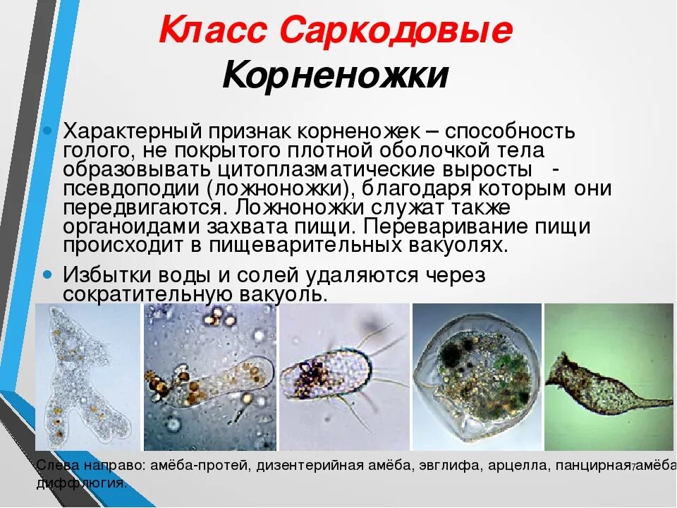 Общая характеристика одноклеточных корненожки презентация. Общая характеристика одноклеточных корненожки презентация. Общая характеристика одноклеточных корненожки презентация. Тип простейшие protozoa класс саркодовые sarcodina. Класс корненожки общая характеристика.