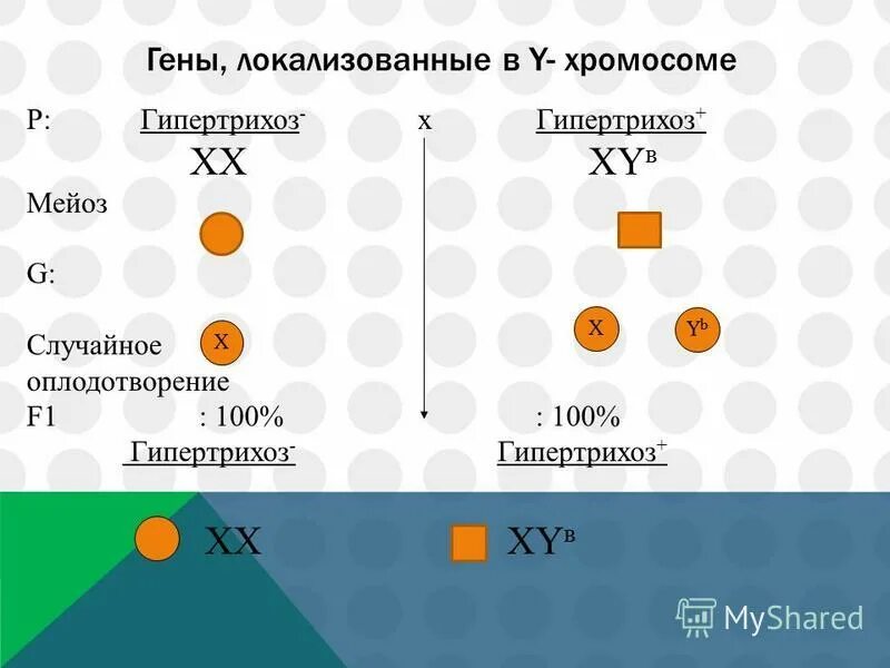 гены локализованные