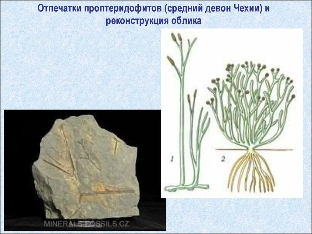 На рисунке изображен псилофиты вымершие растения используя. Проптеридофиты. псилофиты отпечатки. псилофиты девона. риниофиты егэ.