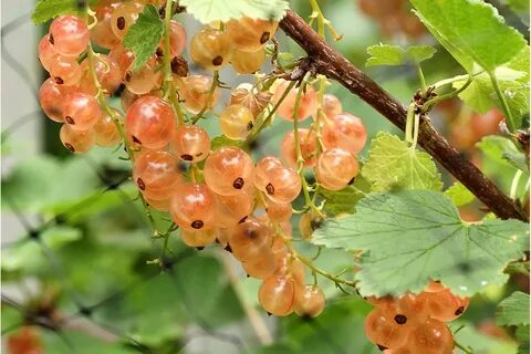 Какие сорта смородины