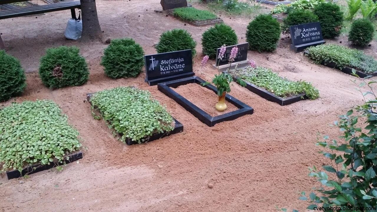 Растения для кладбища. Низкорослые растения на могилу. Растения для кладбища неприхотливые. Цветы на могилу. Какое дерево посадить на кладбище
