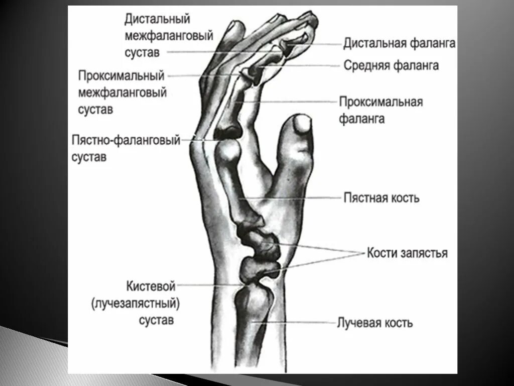 Запястно-пястный сустав 1 пальца кисти. Пястно фаланговые суставы связки. Лучезапястный сустав руки кость. Пястно фаланговый сустав 1 пальца. Покажи запястье человека