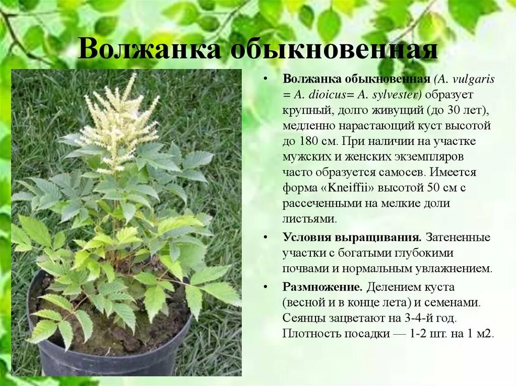 Волжанка китайская Цвайвелтенкинд