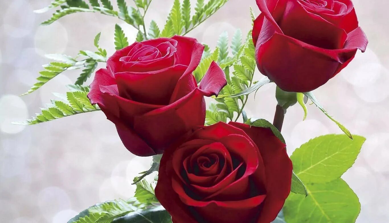 Розы 3 цветка. Гули Садбарг букет. Красивые розы. Красивые красные розы.