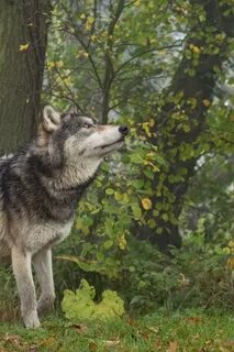 Волки животные интересные лес
