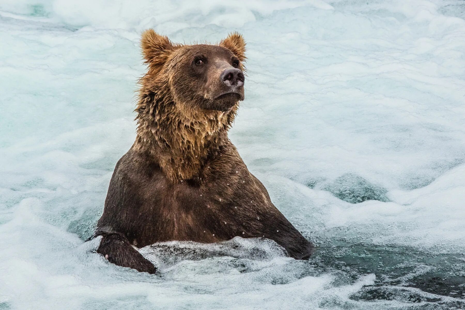 Обитатели аляски. Животные Аляски. Медведь с рыбой. Аляска медведи. Звери Аляски.