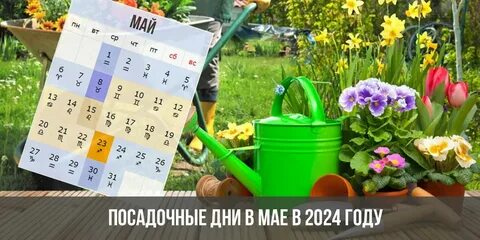Запрещенные дни для посадки в августе 2024